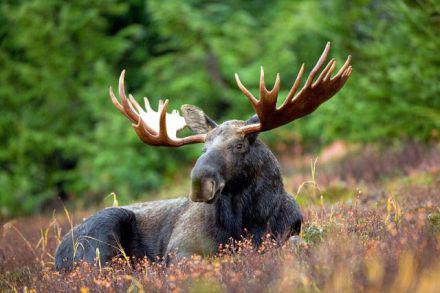 22 Moose, AK