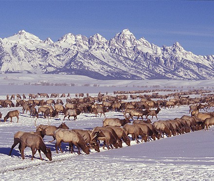 29 National Elk Refuge, WY