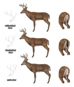 Antlers - Western Wildlife Ecology